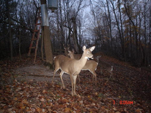 8 point buck